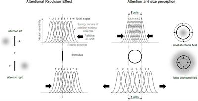 An attentional approach to geometrical illusions